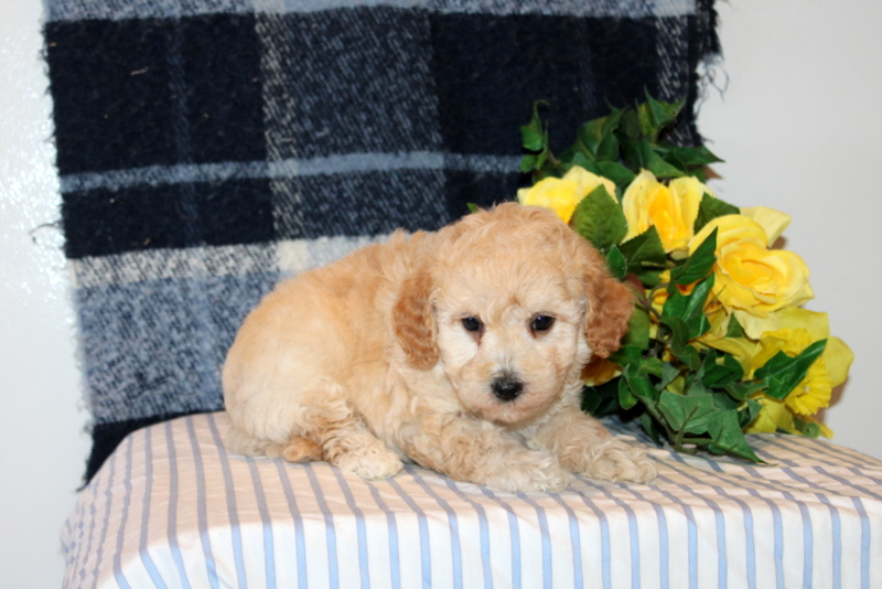 puppy, for, sale, Mini Goldendoodle F1B, Matthew B. Stoltzfus, dog, breeder, Gap, PA, dog-breeder, puppy-for-sale, forsale, nearby, find, puppyfind, locator, puppylocator, aca